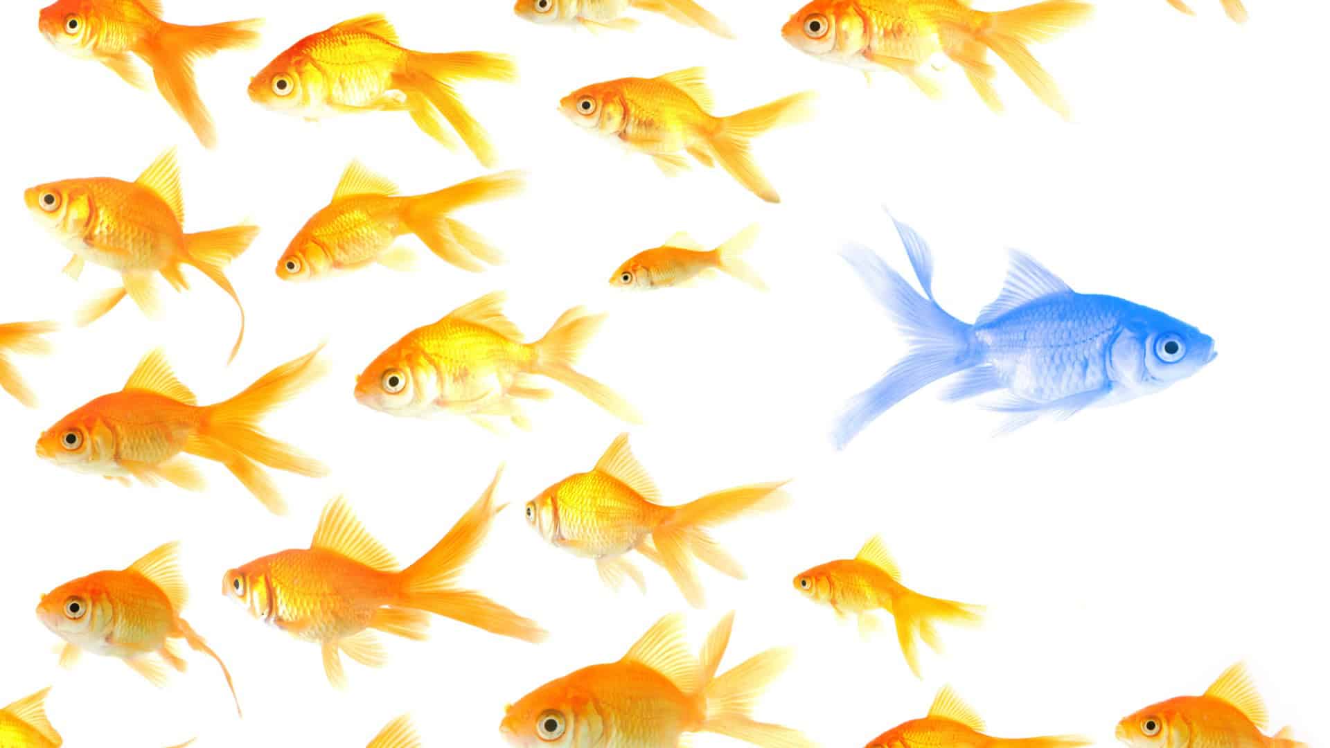 Single blue fish among orange fish